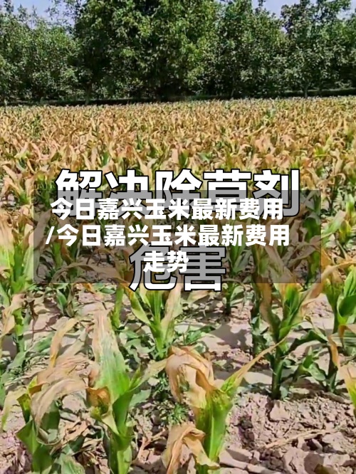今日嘉兴玉米最新费用
/今日嘉兴玉米最新费用
走势-第3张图片