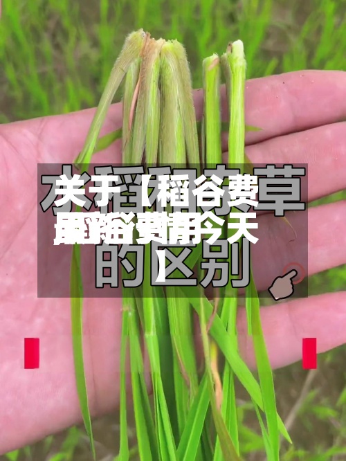 关于【稻谷费用
,稻谷费用
最新行情今天】