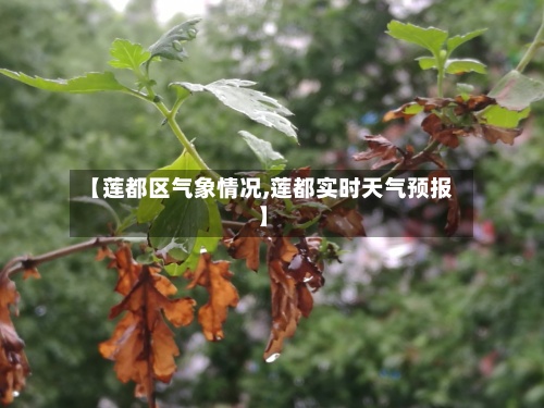 【莲都区气象情况,莲都实时天气预报】
