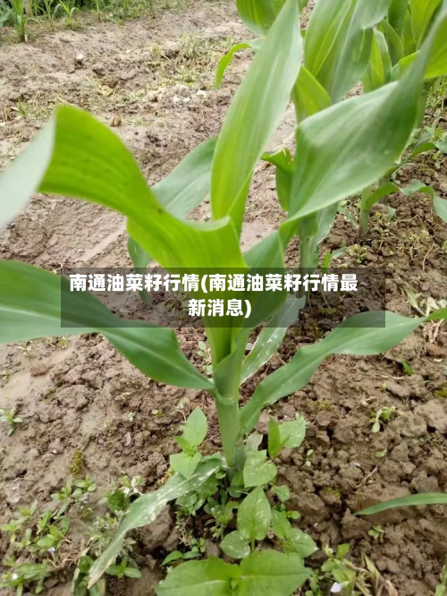 南通油菜籽行情(南通油菜籽行情最新消息)