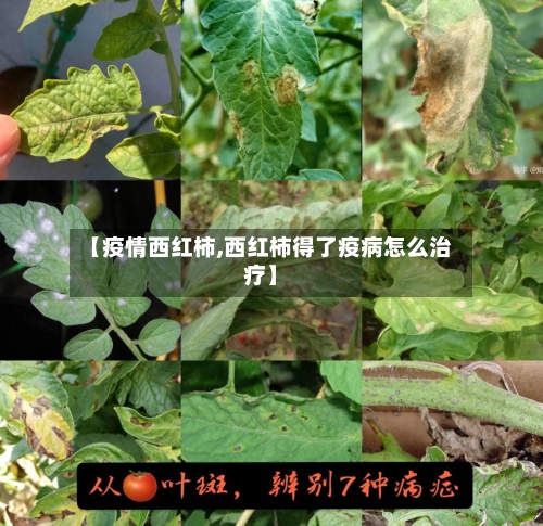 【疫情西红柿,西红柿得了疫病怎么治疗】-第2张图片