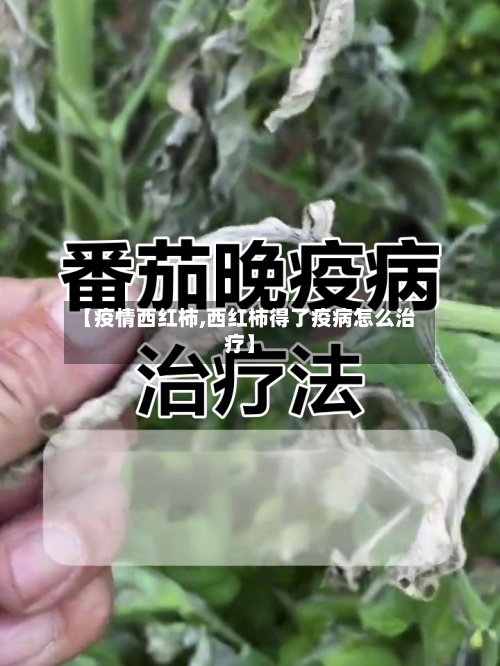【疫情西红柿,西红柿得了疫病怎么治疗】