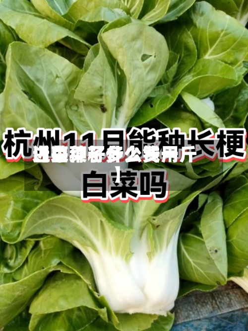 近来
【白菜籽什么费用
白菜种子多少钱一斤】-第3张图片