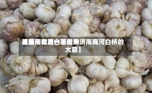 近来
【济南商河白蒜费用
我想问你看一下山东济南商河白桥的大蒜】