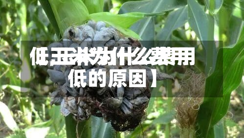 【玉米为什么费用
低,玉米为什么费用
低的原因】