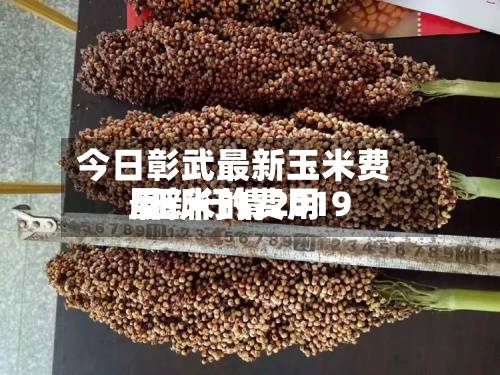 今日彰武最新玉米费用
/玉米的费用
最新行情2019