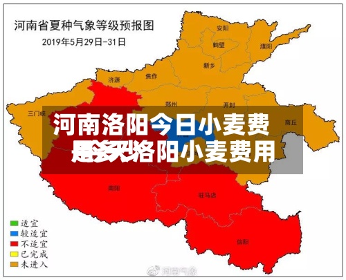 河南洛阳今日小麦费用/今天洛阳小麦费用是多少