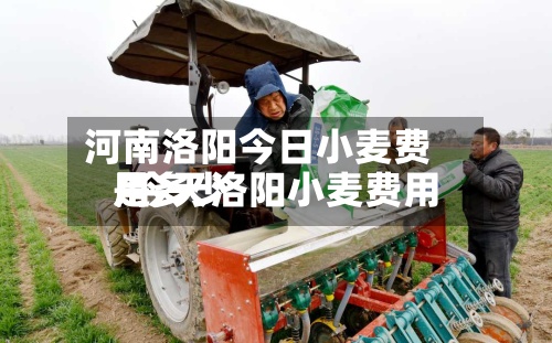 河南洛阳今日小麦费用
/今天洛阳小麦费用
是多少-第2张图片