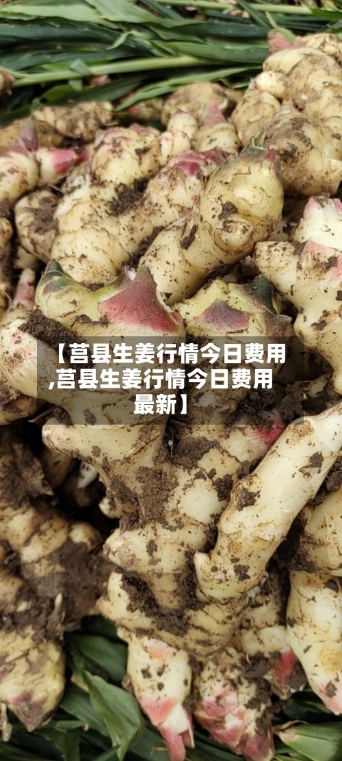 【莒县生姜行情今日费用
,莒县生姜行情今日费用
最新】-第2张图片