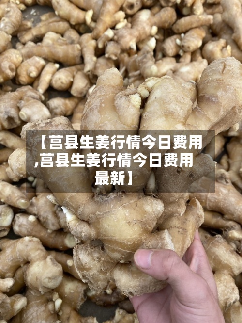 【莒县生姜行情今日费用,莒县生姜行情今日费用最新】