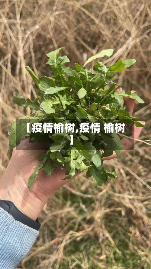【疫情榆树,疫情 榆树】-第3张图片