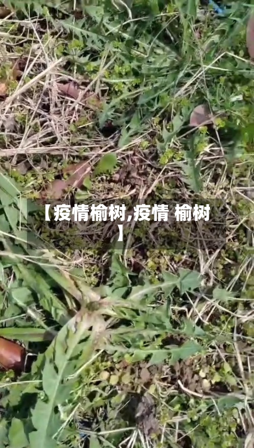 【疫情榆树,疫情 榆树】-第2张图片