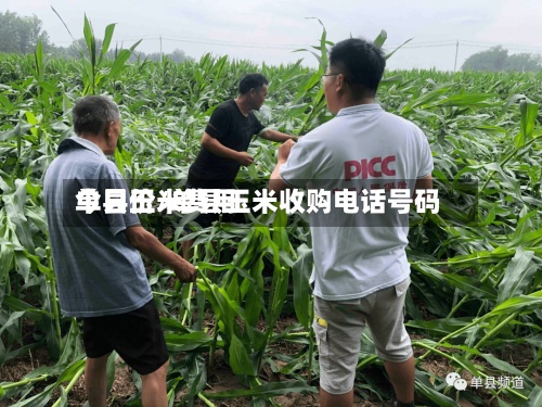 单县玉米费用今日价/单县玉米收购电话号码-第3张图片