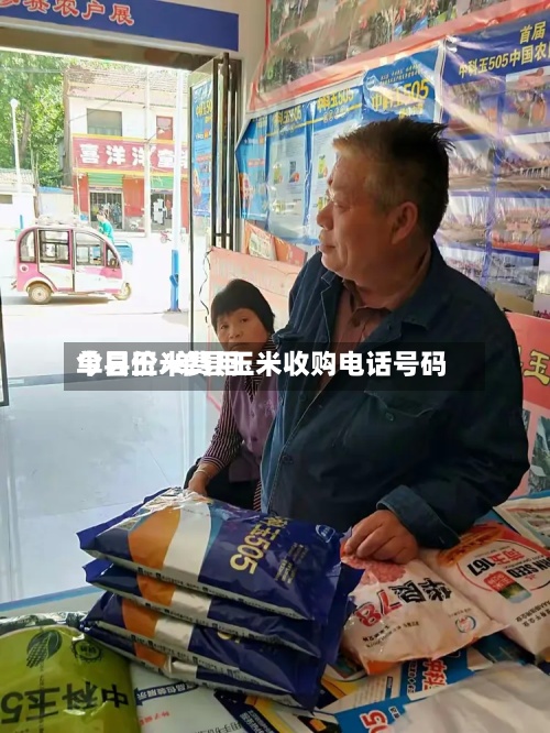 单县玉米费用今日价/单县玉米收购电话号码