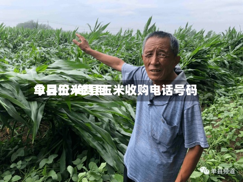 单县玉米费用今日价/单县玉米收购电话号码-第2张图片