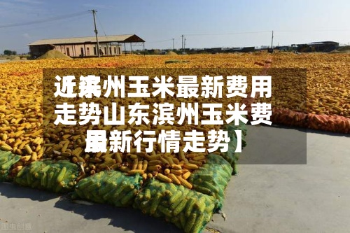 近来【滨州玉米最新费用走势山东滨州玉米费用最新行情走势】-第3张图片