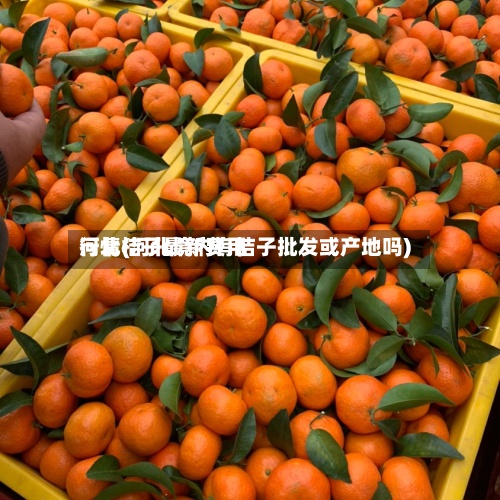 河北桔子最新费用行情(河北境内有桔子批发或产地吗)