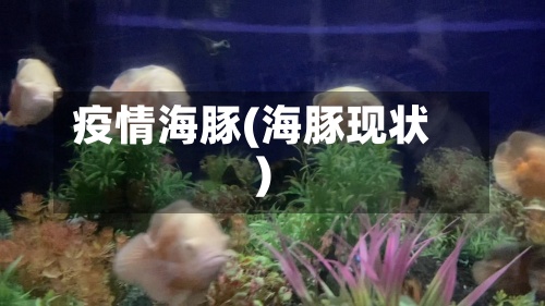 疫情海豚(海豚现状)