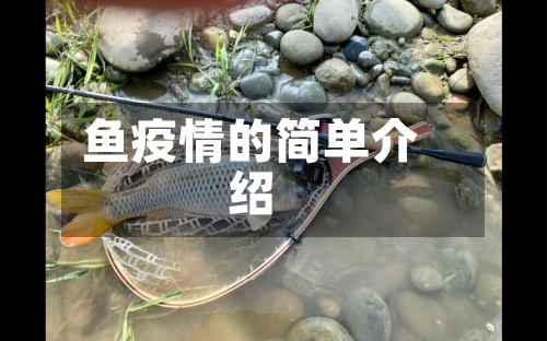 鱼疫情的简单介绍-第2张图片