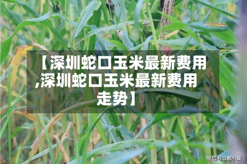 【深圳蛇口玉米最新费用
,深圳蛇口玉米最新费用
走势】-第3张图片