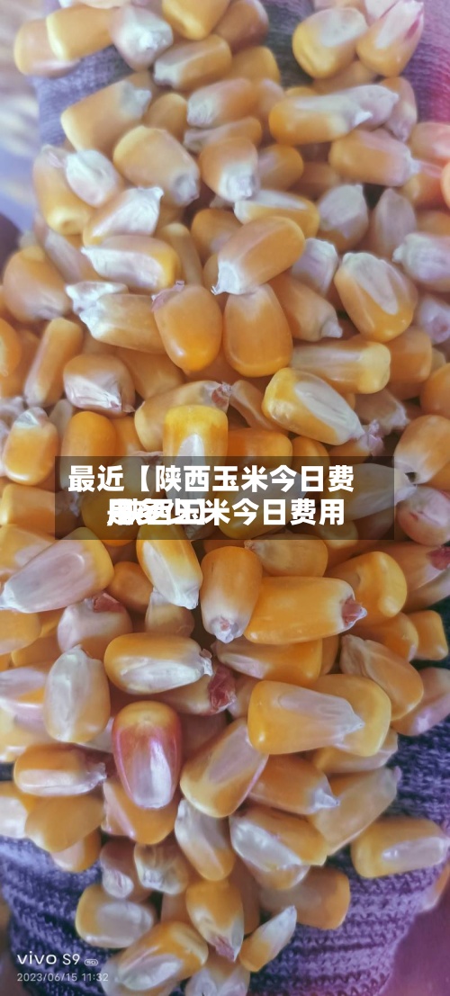 最近【陕西玉米今日费用
,陕西玉米今日费用
是多少】-第3张图片