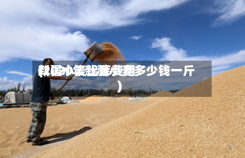 新疆小麦出库费用(2020年新疆小麦多少钱一斤)
