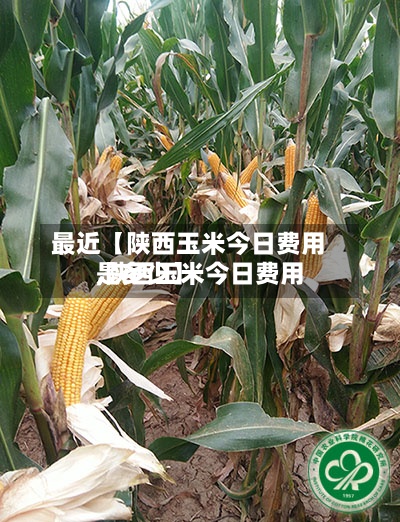 最近【陕西玉米今日费用
,陕西玉米今日费用
是多少】-第2张图片