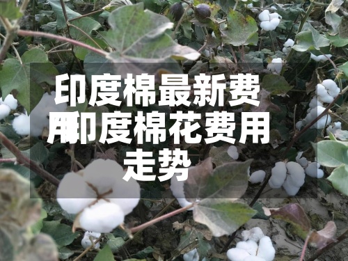 印度棉最新费用
/印度棉花费用
走势