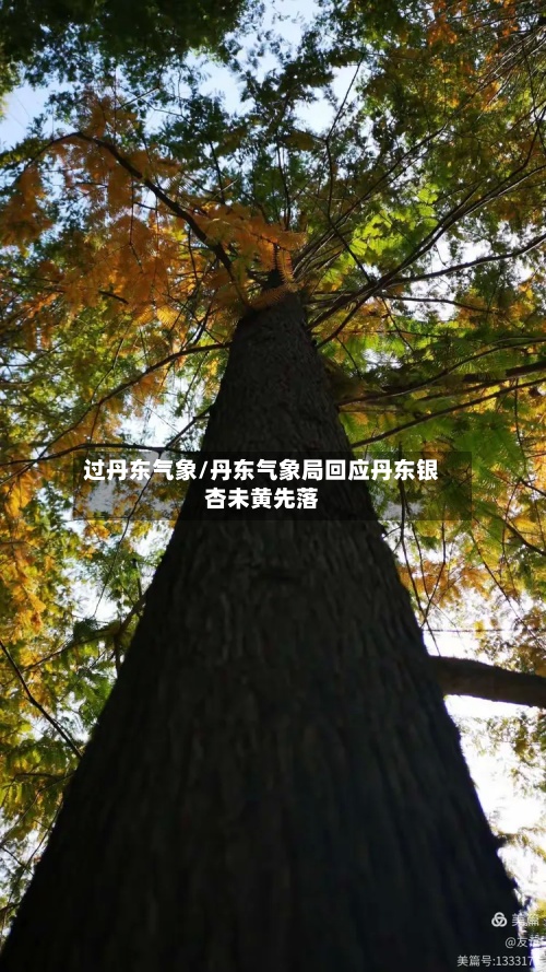 过丹东气象/丹东气象局回应丹东银杏未黄先落