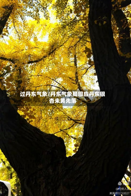 过丹东气象/丹东气象局回应丹东银杏未黄先落-第2张图片