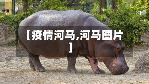 【疫情河马,河马图片】-第2张图片