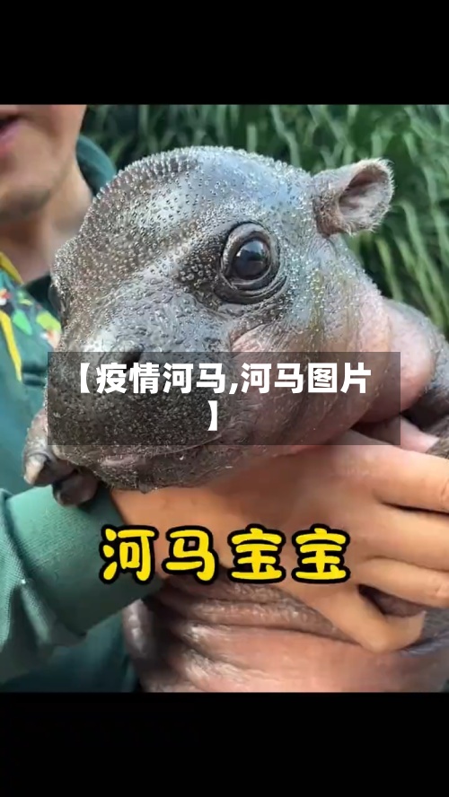 【疫情河马,河马图片】