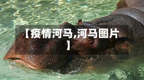 【疫情河马,河马图片】-第3张图片