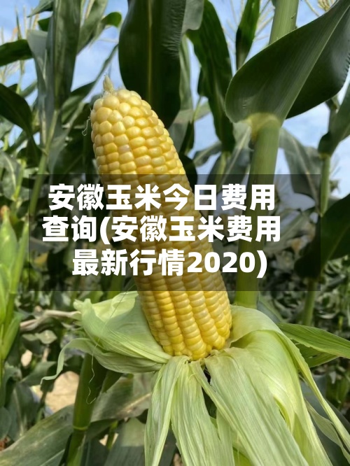 安徽玉米今日费用查询(安徽玉米费用最新行情2020)