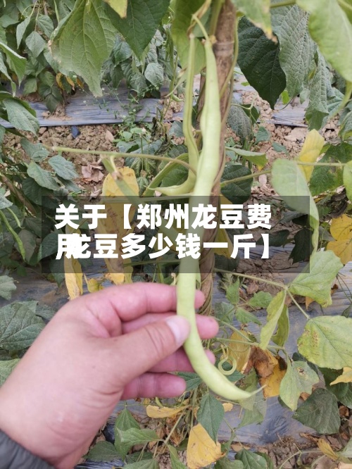 关于【郑州龙豆费用
,龙豆多少钱一斤】-第2张图片