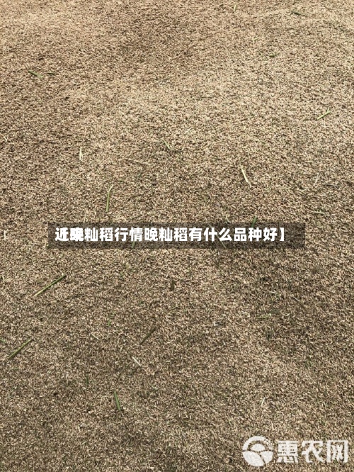 近来
【晚籼稻行情晚籼稻有什么品种好】