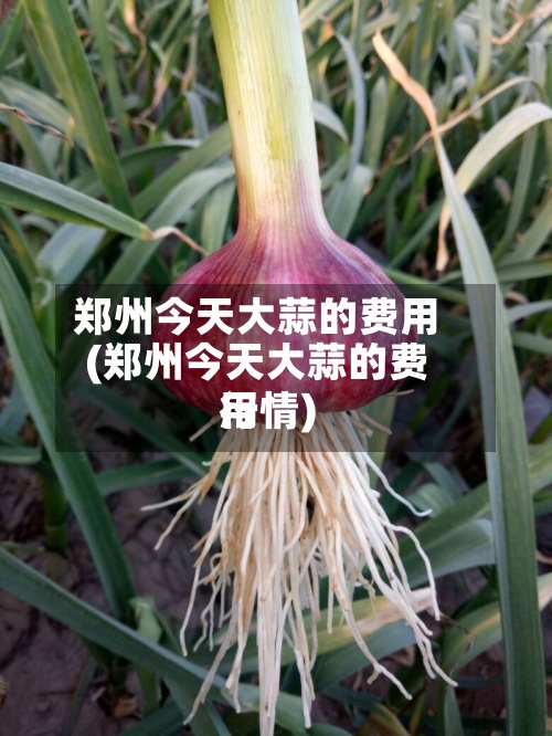 郑州今天大蒜的费用(郑州今天大蒜的费用行情)