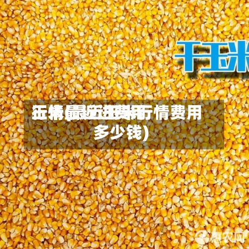 玉米最近进费用
行情(最近玉米行情费用
多少钱)-第2张图片