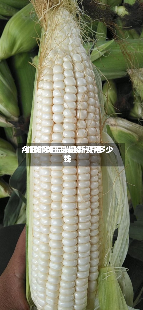 今日邯郸玉米最新费用
/邯郸今日玉米价一斤多少钱-第3张图片