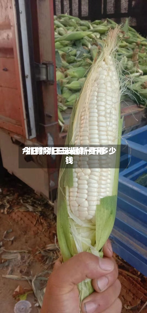 今日邯郸玉米最新费用/邯郸今日玉米价一斤多少钱