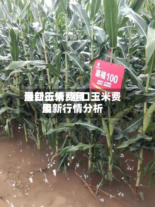 港口玉米费用最新行情/港口玉米费用最新行情分析