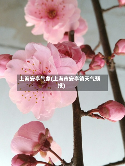 上海安亭气象(上海市安亭镇天气预报)