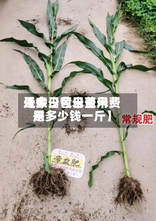 近来
【今日苞米费用
是多少今日苞米费用
是多少钱一斤】-第2张图片