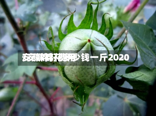 安徽棉籽费用
/安徽棉花多少钱一斤2020