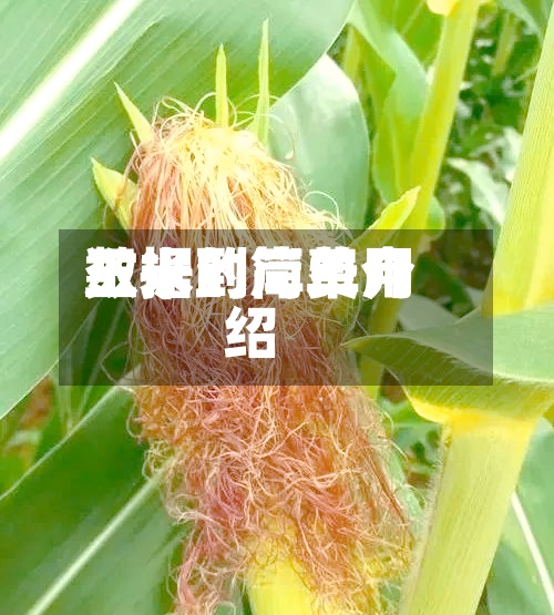 玉米到岸费用
数据的简单介绍-第2张图片