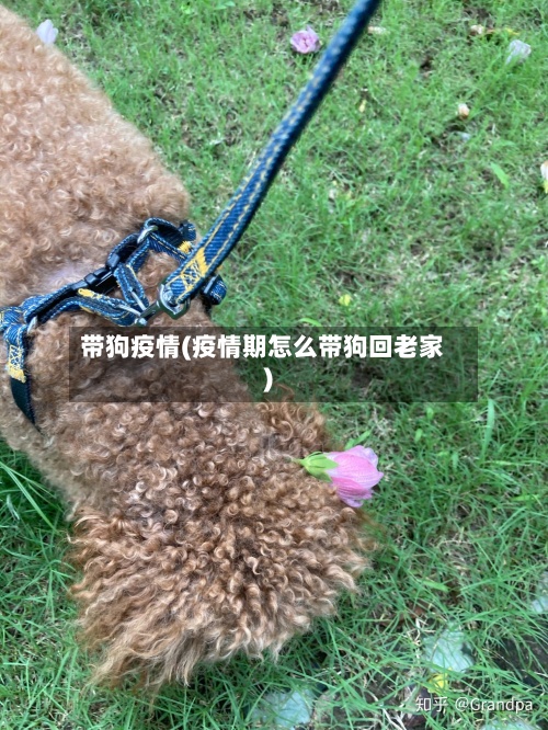 带狗疫情(疫情期怎么带狗回老家)-第2张图片