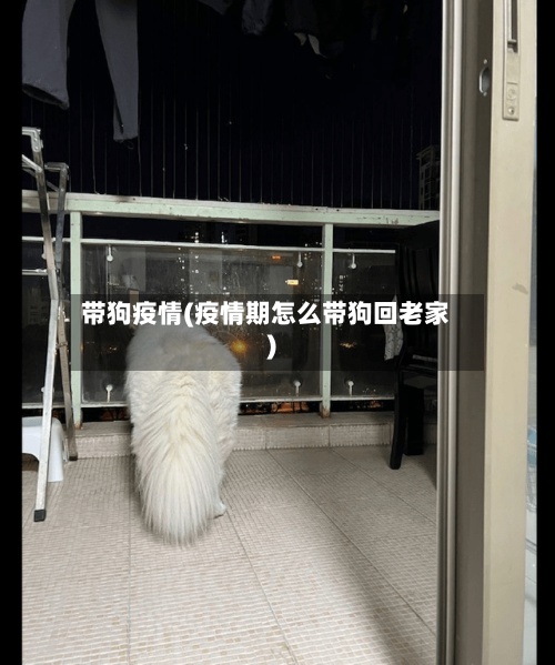 带狗疫情(疫情期怎么带狗回老家)
