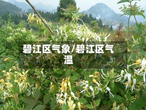 碧江区气象/碧江区气温