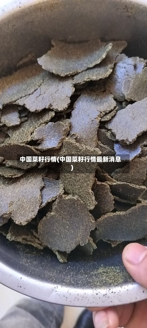 中国菜籽行情(中国菜籽行情最新消息)