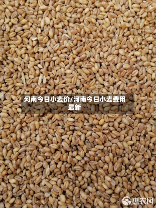 河南今日小麦价/河南今日小麦费用最新-第2张图片